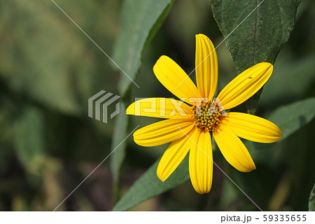 菊芋の花 菊芋の花 59335655