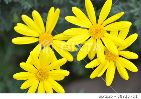 きれいな黄色いな花 きれいな黄色いな花 59335751