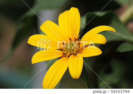菊芋の花 菊芋の花 59335794