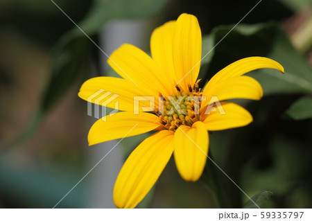 菊芋の花 菊芋の花 59335797