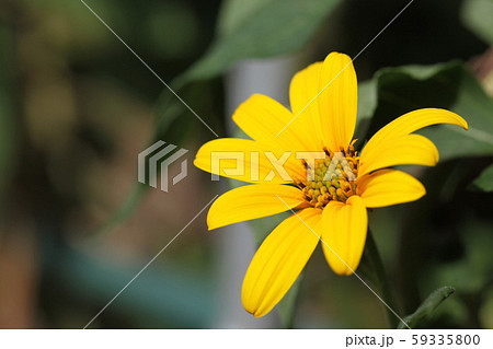 菊芋の花 菊芋の花 59335800