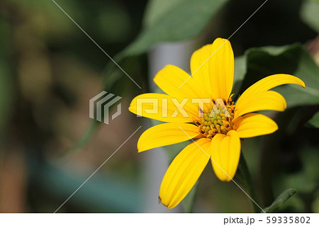 菊芋の花 菊芋の花 59335802