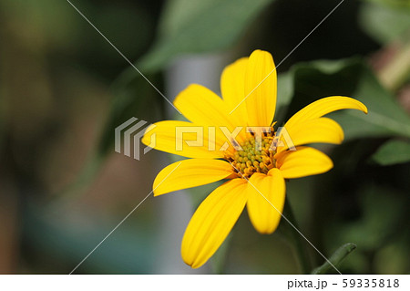 菊芋の花 菊芋の花 59335818