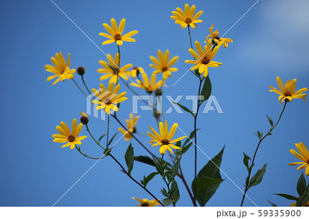 菊芋の花 59335900