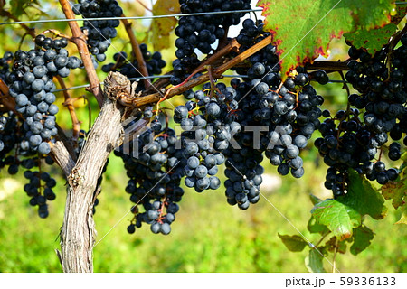 ワイン用のぶどうの実 ワイン用のぶどうの実 59336133