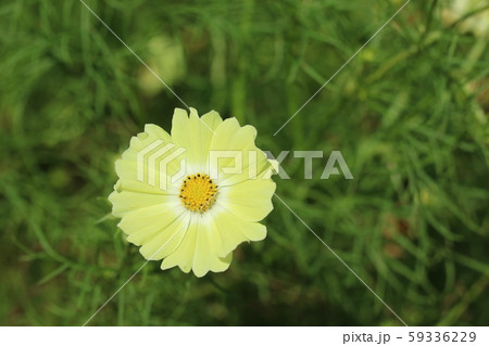花の中央が白い黄花コスモス レモンブライトの写真素材