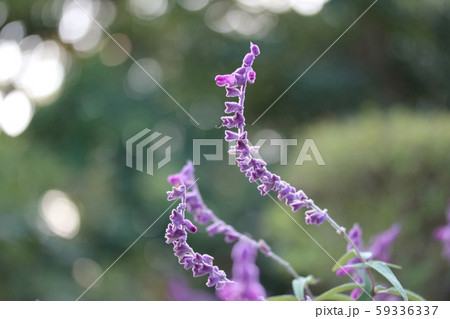 メキシカンブッシュセージ 59336337