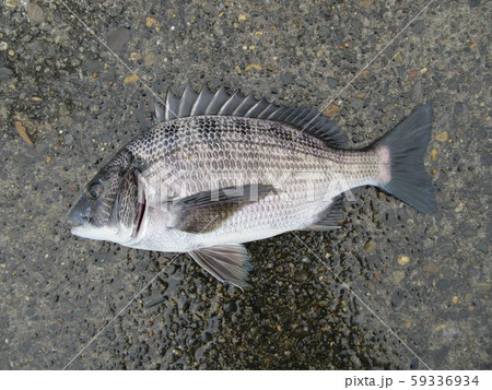 クロダイ クロダイ 59336934