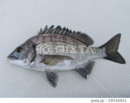 クロダイ 59336941