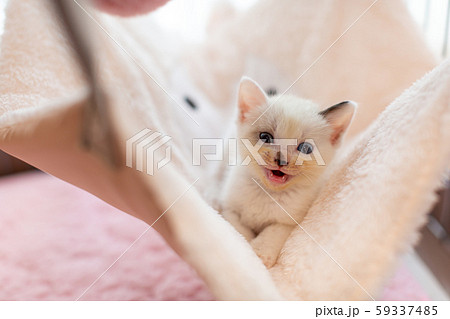 仔猫 生後4週間 保護猫 ハンモック 仔猫 生後4週間 保護猫 ハンモック 59337485