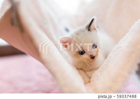 仔猫　生後4週間　保護猫　ハンモック 59337488