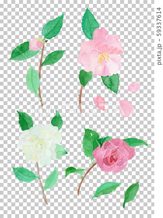 Camellia sasanqua Sasanka 59337614