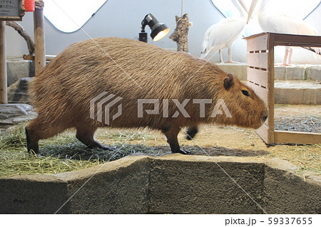 ニフレルのカピバラ 59337655
