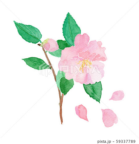 Camellia Sasanqua サザンカのイラスト素材