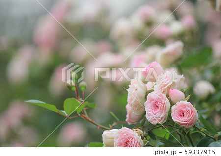 バラ 59337915