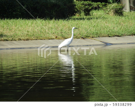 大きい白い鳥は稲毛海浜公園に来ているダイサギの写真素材