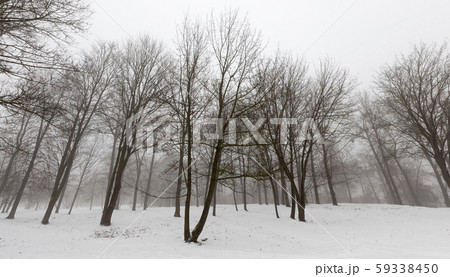 trees in winter 59338450