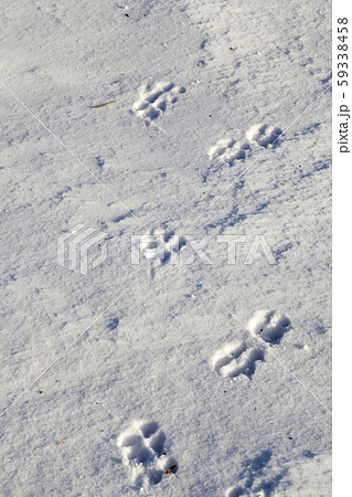 prints of animals 59338458