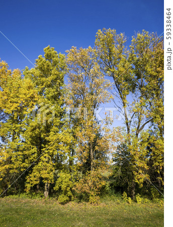 yellowed leaves of trees 59338464