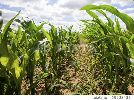 rows of green corn in Sunny weather rows of green corn in Sunny weather 59338482