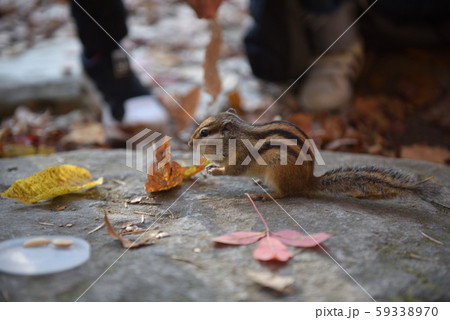 リス 紅葉 五台山 59338970