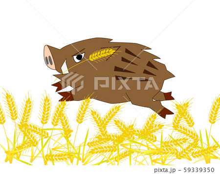 害獣の猪 害獣の猪 59339350