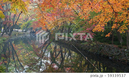 景観 カエデ 絶景 59339537
