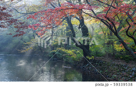 景観 カエデ 絶景 59339538
