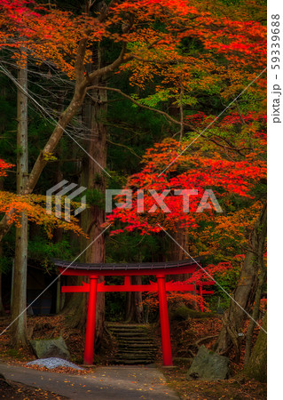 鳥居と紅葉 59339688