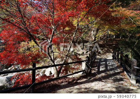 秋 城北区 木 59340775