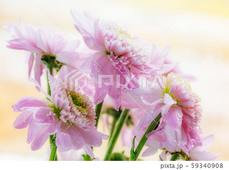 Wet chrysanthemum macro photo Wet chrysanthemum macro photo 59340908
