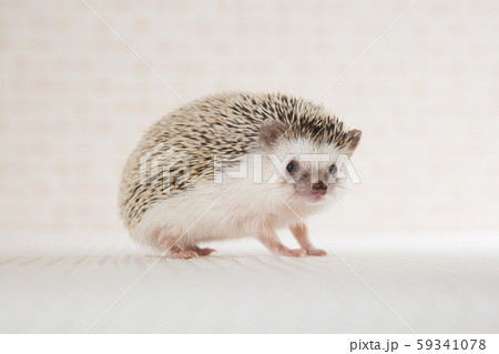 ハリネズミ ハリネズミ 59341078