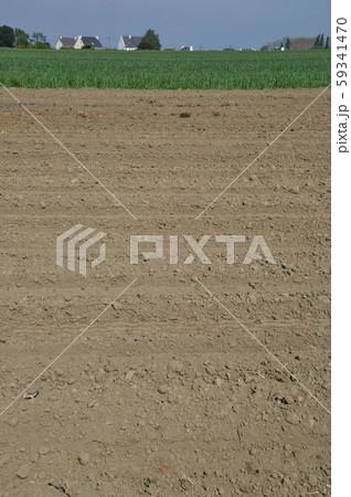 Cornfields with young shoots Cornfields with young shoots 59341470