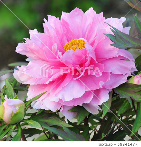 牡丹の開花 ピンクの牡丹 一輪の牡丹 5月の花 春の花 の写真素材