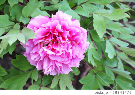 ボタン開花 ピンクの牡丹 一輪の牡丹 5月の花 春の花 の写真素材