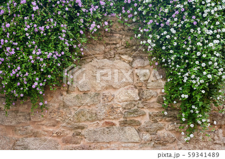 Plumbaginaceae flowers on a background of stone 59341489
