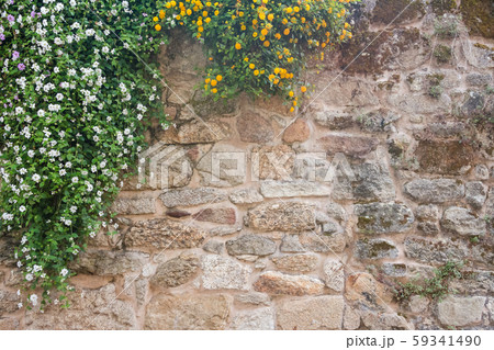 Plumbaginaceae flowers on a background of stone 59341490