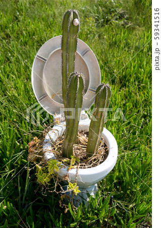 Sharp painful cactus growing inside a white toilet 59341516