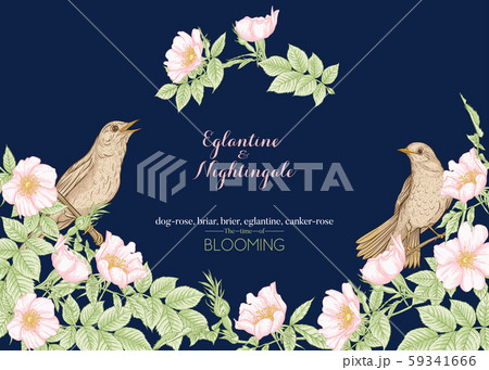 Dog-rose, briar, brier, eglantine, canker-rose  59341666