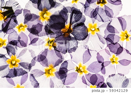 dry primrose flowers dry primrose flowers 59342129