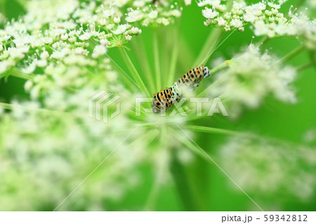 包まれて 59342812