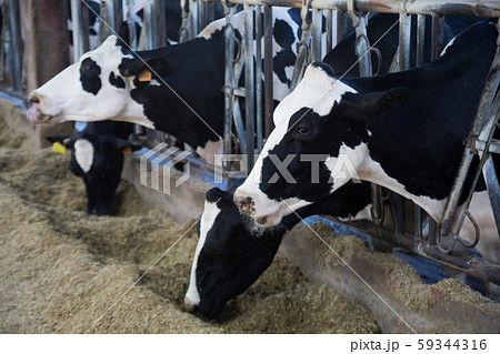 Cows eating hay on farm Cows eating hay on farm 59344316