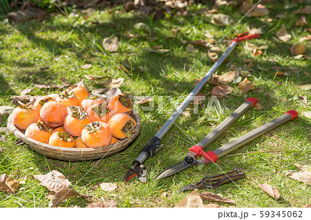 柿の収穫　刈り込み鋏　高枝鋏　剪定バサミ 59345062