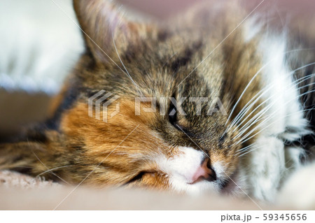fluffy beautiful adult cat a sleep, very close up portrait 59345656