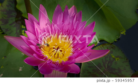 The Lotus flower in pond The Lotus flower in pond 59345957