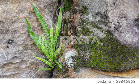 The plant growing up at the wall cracks. The plant growing up at the wall cracks. 59345958