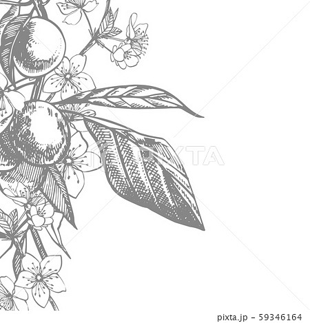 Plums hand drawn illustration. Ink sketch. Hand drawn illustration. Seamless pattern. Healthy 59346164