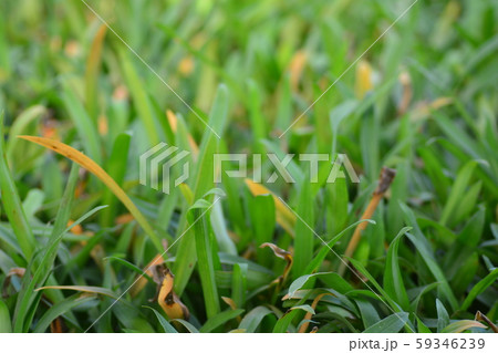Angel Grass or Murdannia loriformis (Hassk.) Angel Grass or Murdannia loriformis (Hassk.) 59346239