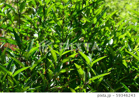 Justicia gendarussa, commonly known as Justicia gendarussa, commonly known as 59346243