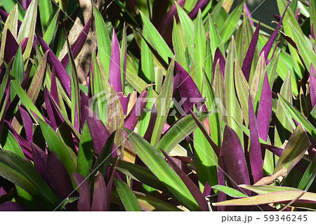 Tradescantia spathacea, the boatlily or 59346245